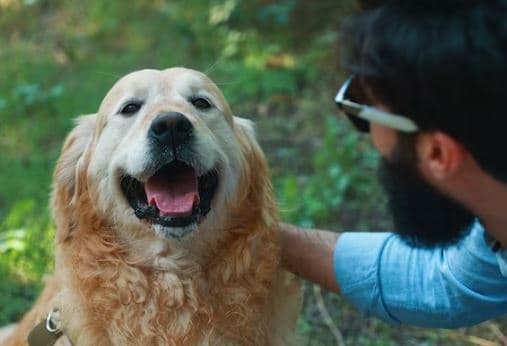 imagen de un perro sonriendo